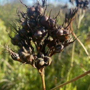 Shop Page 5 IndigiGrow