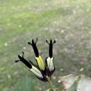 Kennedia nigricans.jpg