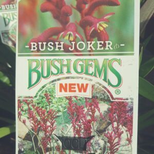 Bush Joker Kangaroo Paw.jpg