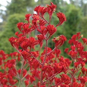 Landscape scarlet kangaroo paw.jpg