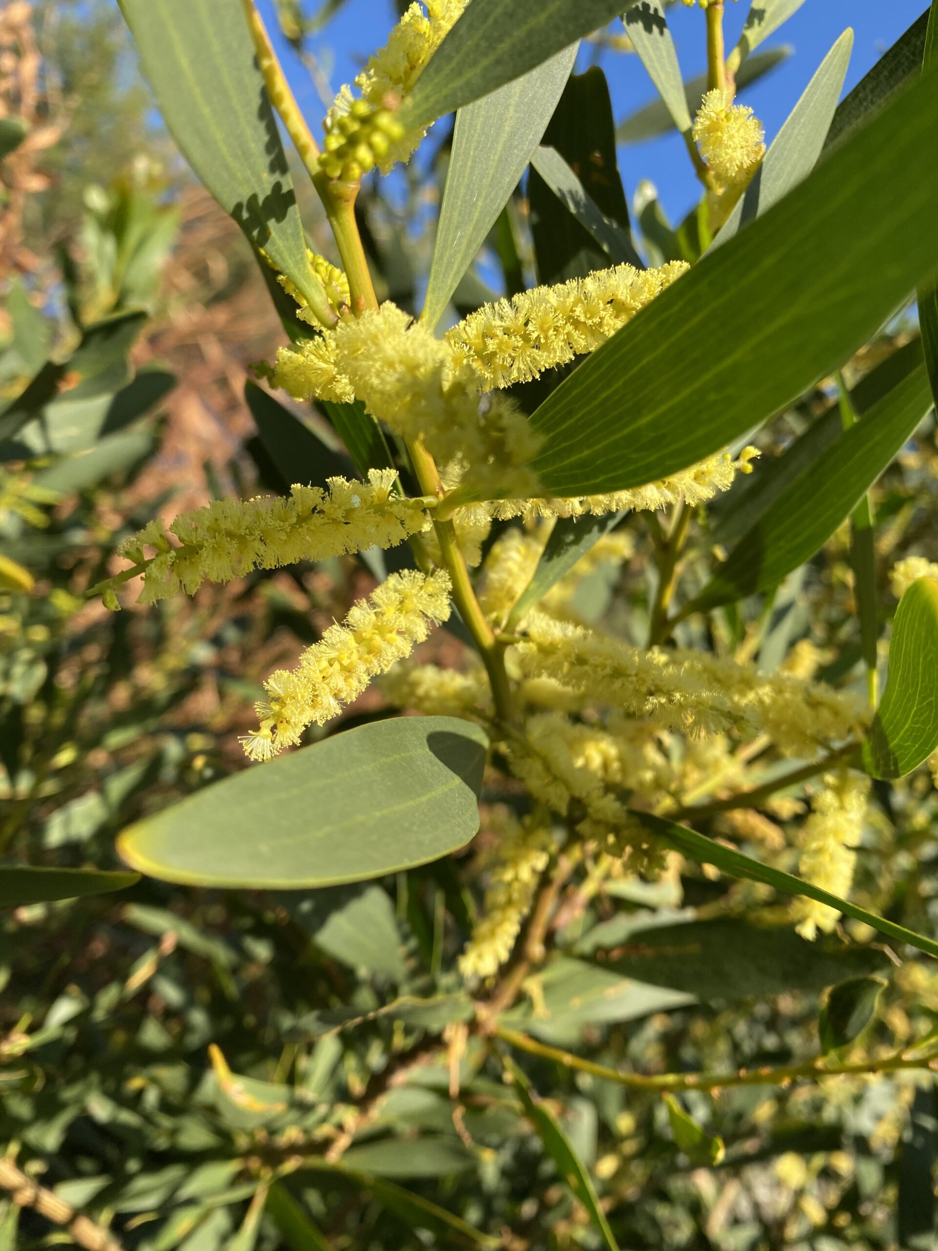 Acacia Longifolia