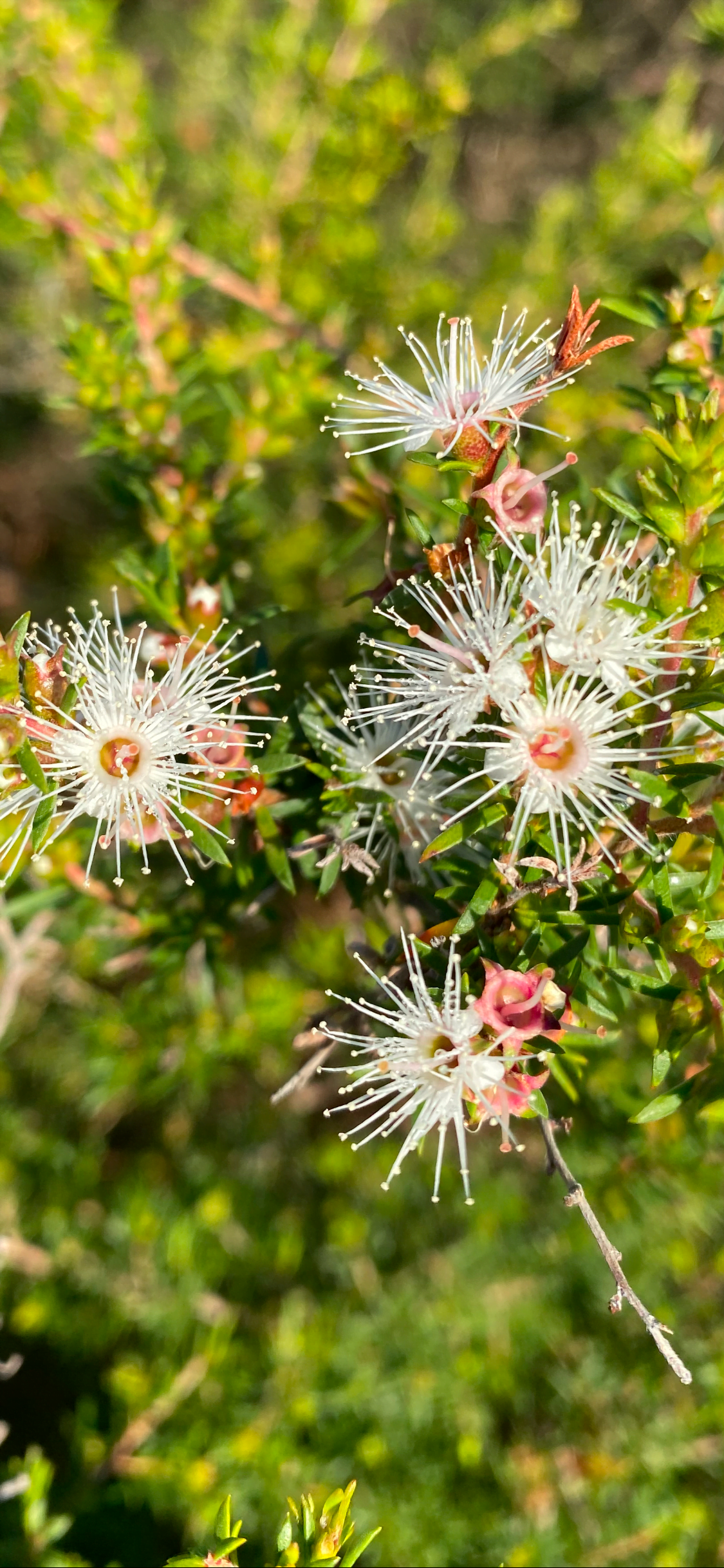 Kunzea Ambigua