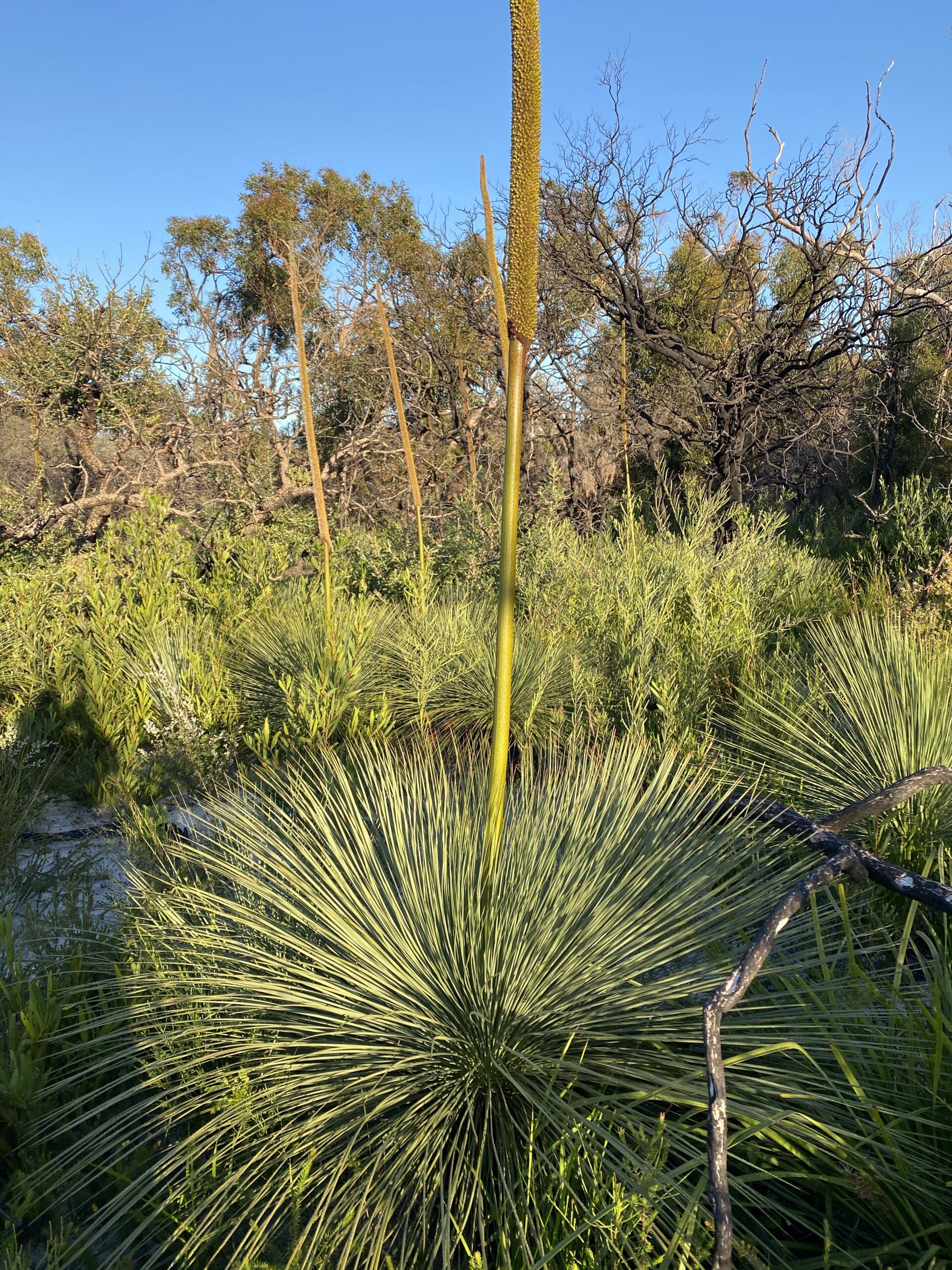 Xanthorrhoea resinifera - Grass Tree