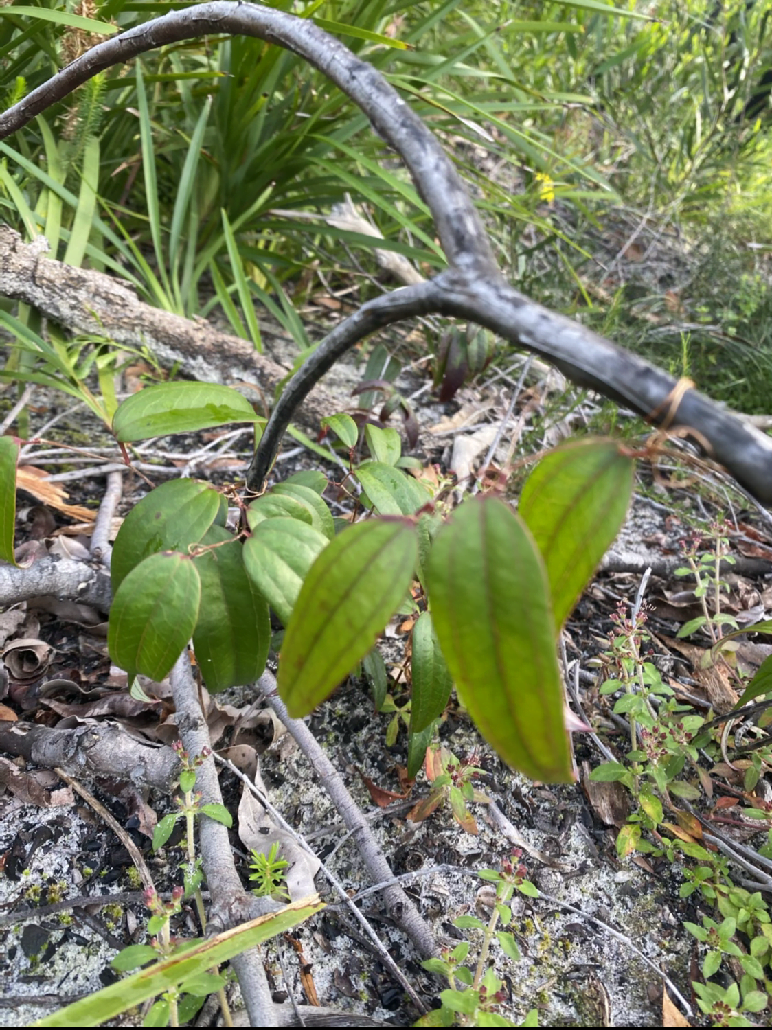 Smilax glyciphylla - Sarsaparilla