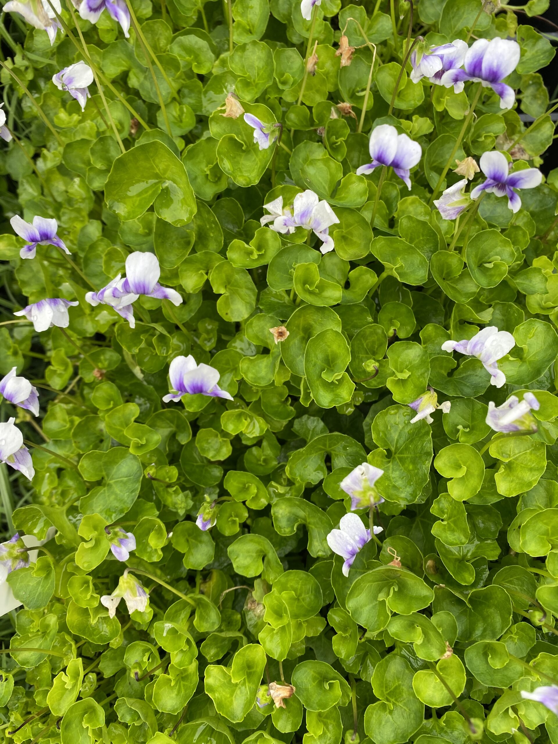 Viola hederacea.jpg