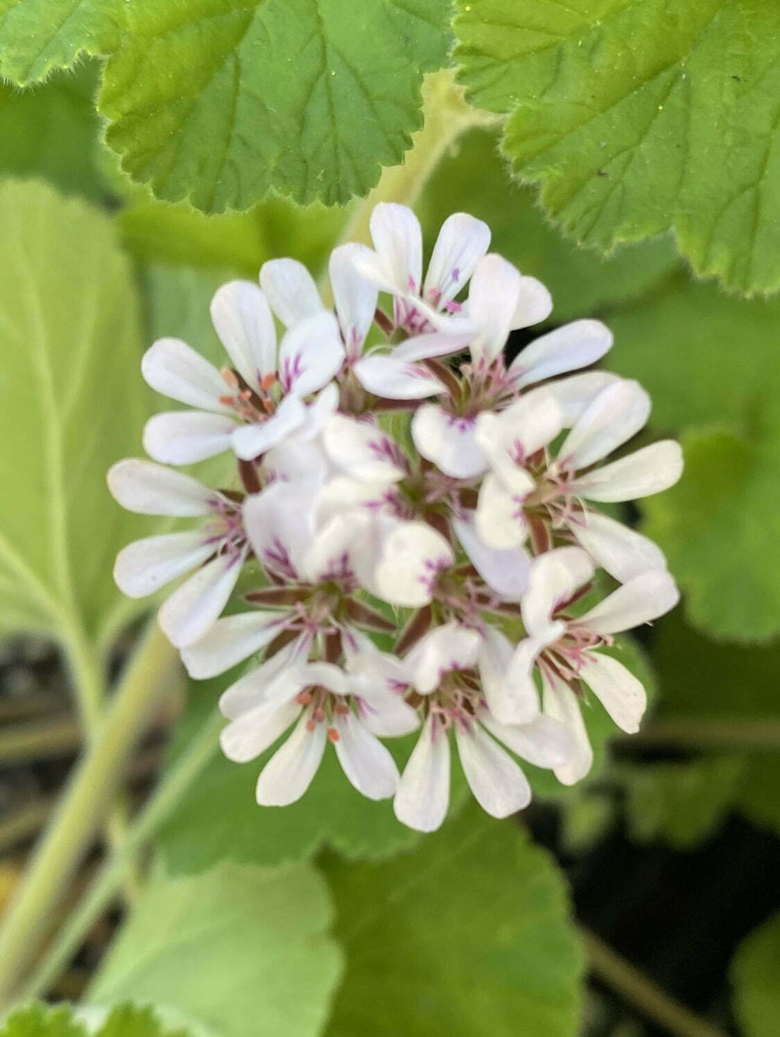 Native Geranium - Pelargonium Australe