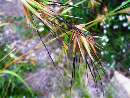 Kangaroo Grass - Themeda Triandra