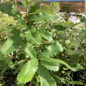 fern leaf banksia.jpg