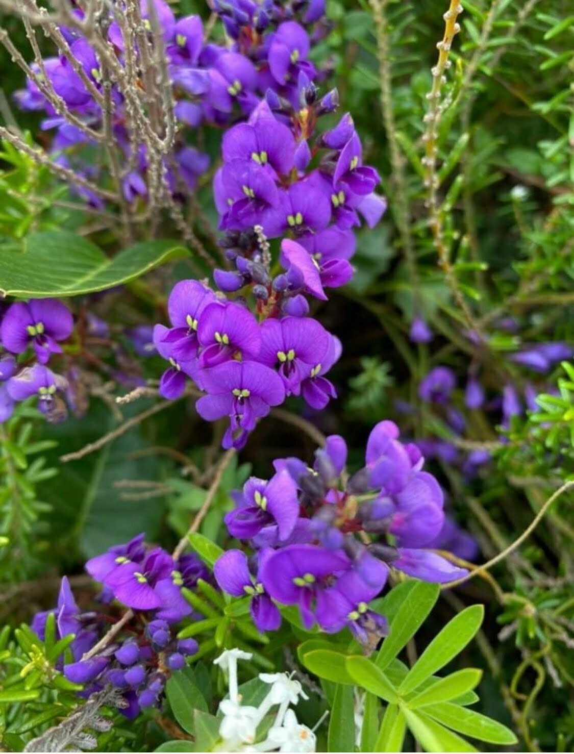 Hardenbergia Violacea