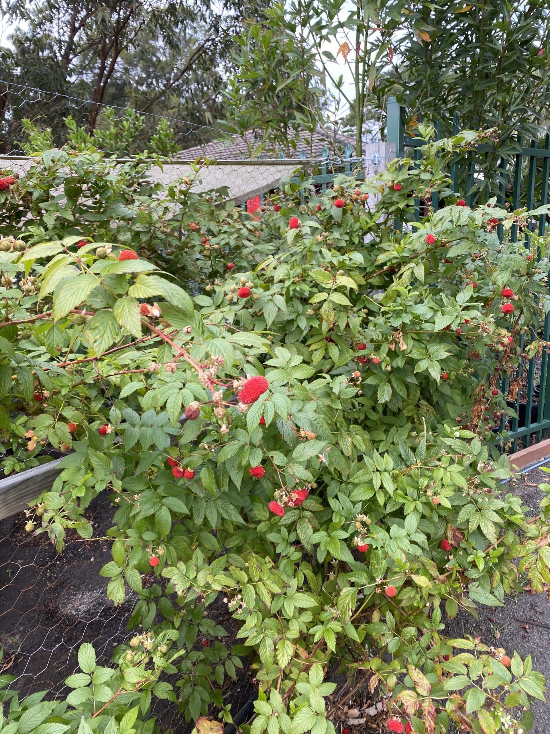 Atherton Raspberry - Rubus Probus