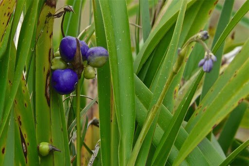 Dianella Congesta