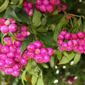 acmena smithii.jpg