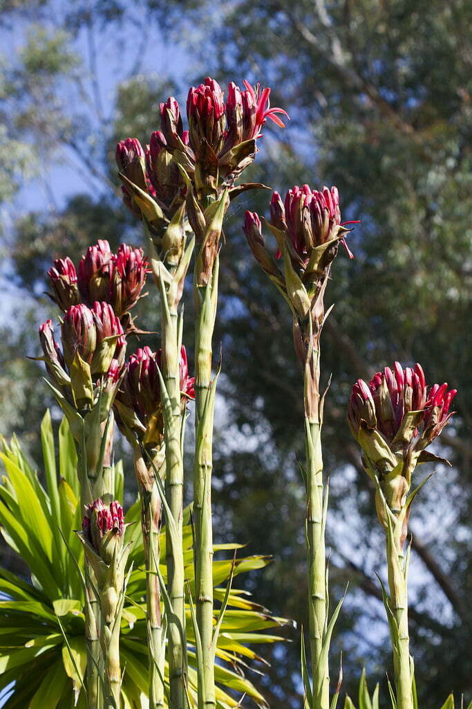 Doryanthes Excelsa - Gymea Lily