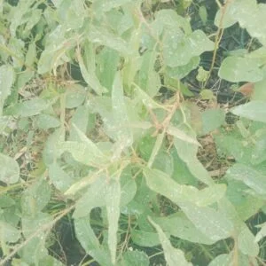 Lemon scented Gum.jpg