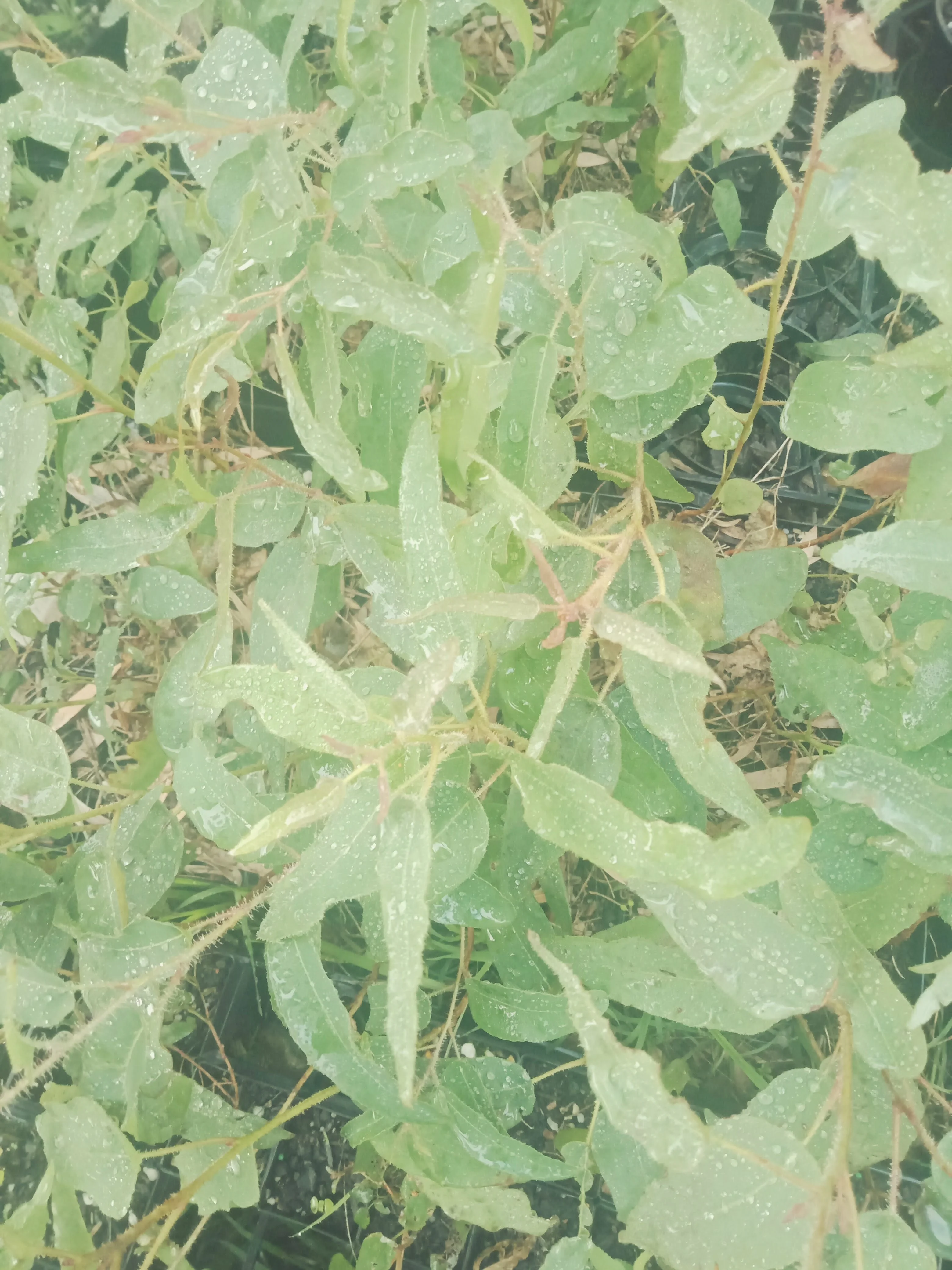 Lemon Scented Gum Eucalyptus citridora IndigiGrow
