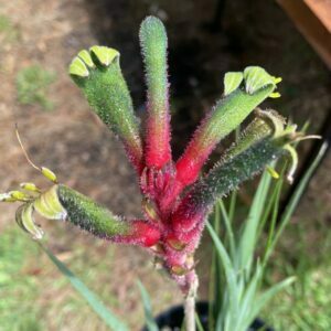 Kangaroo Paw Bush Dance.jpg