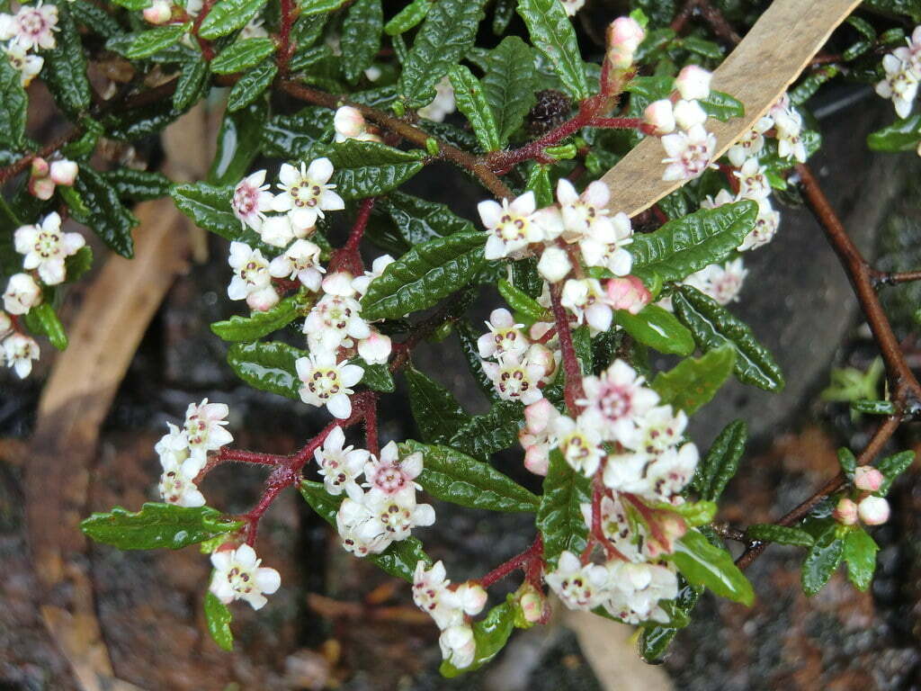 Rulingia Hermanniifolia.jpg