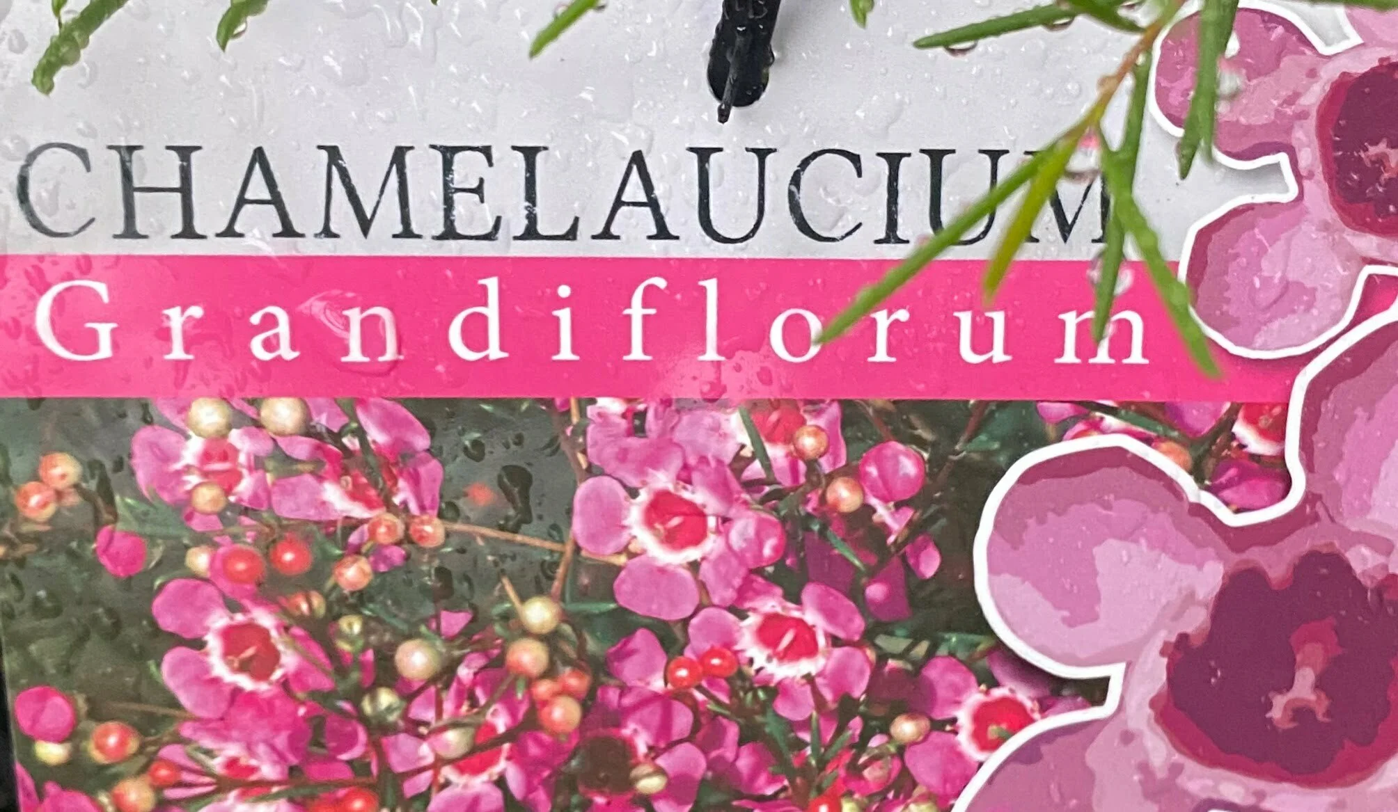 Chamelaucium grandiflorum.jpg