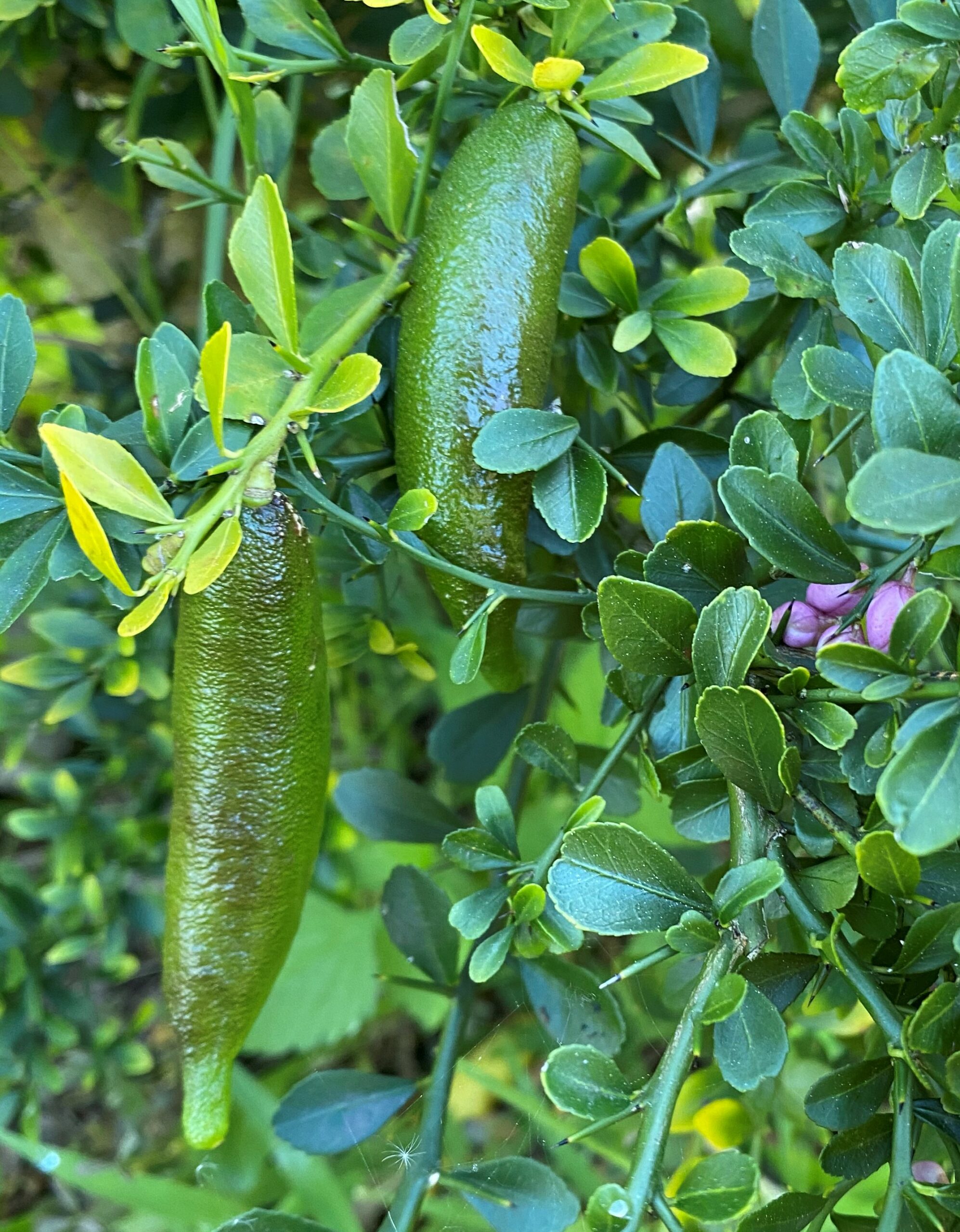 Citrus Australasica IndigiGrow Citrus Australasica IndigiGrow
