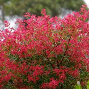 NSW Chrismas bush.jpg