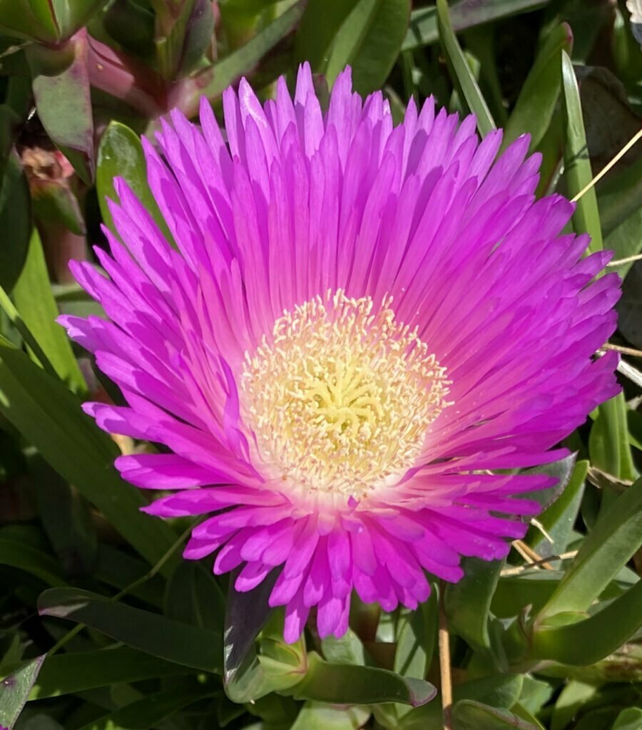 Pigface - Carpobrotus glaucescens