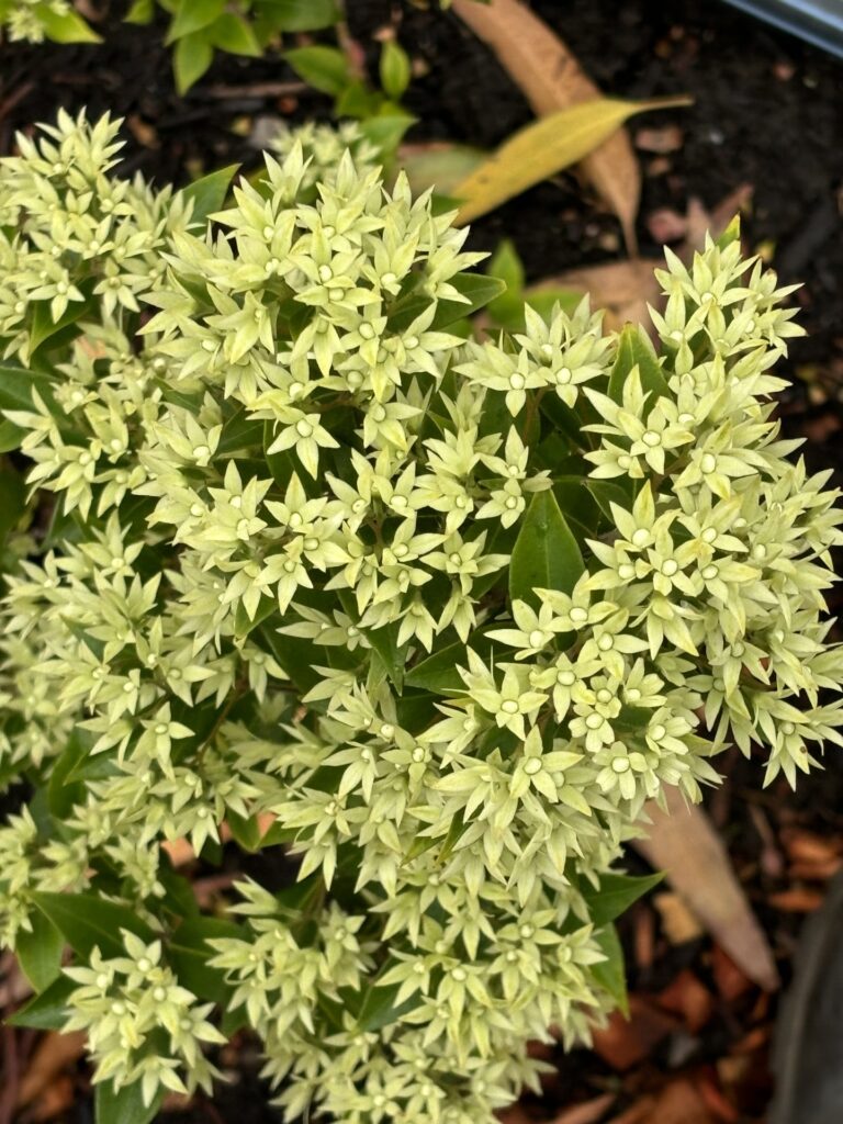 Backhousia myrtifolia - Cinnamon Myrtle