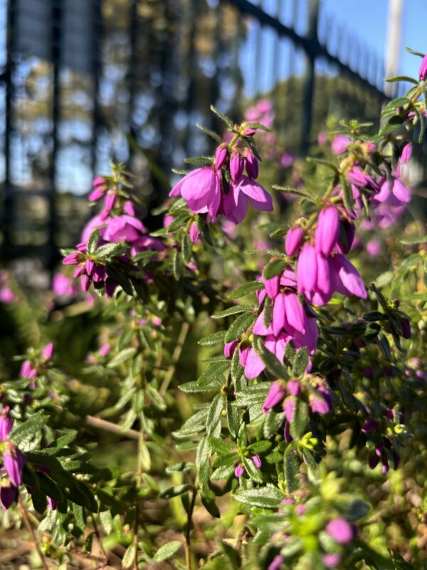 Black Eyed Susan - Tetratheca thymifolia