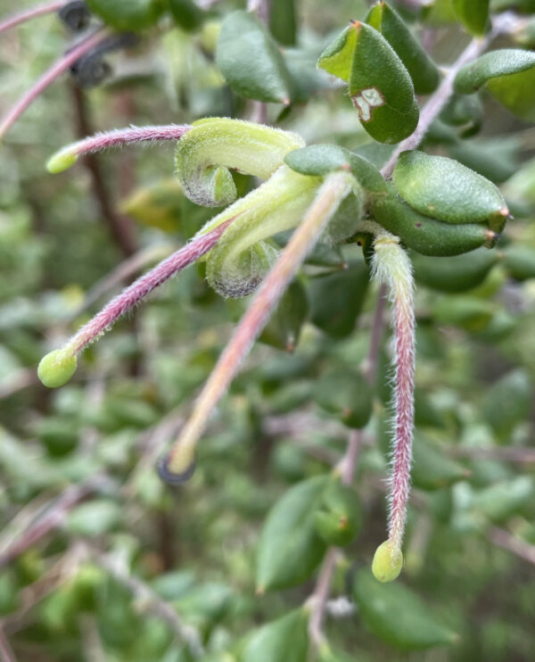 Grevilla Mucronulata - Green Spider Grevillea