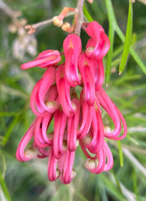 Grevillea thelmmaniana Red Lantern