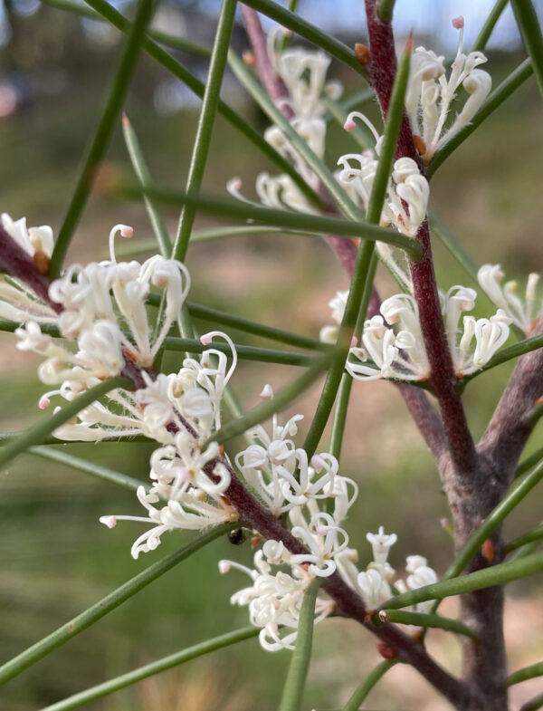 Hakea Teretifolia