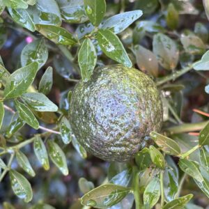 Citrus Australis - Round Lime