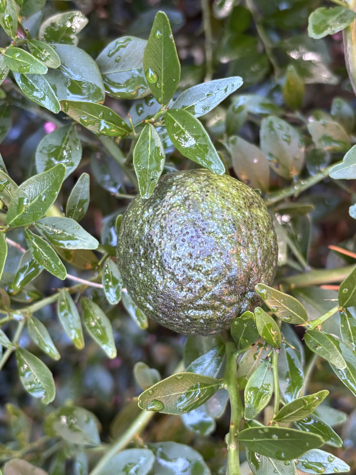 Citrus Australis - Round Lime