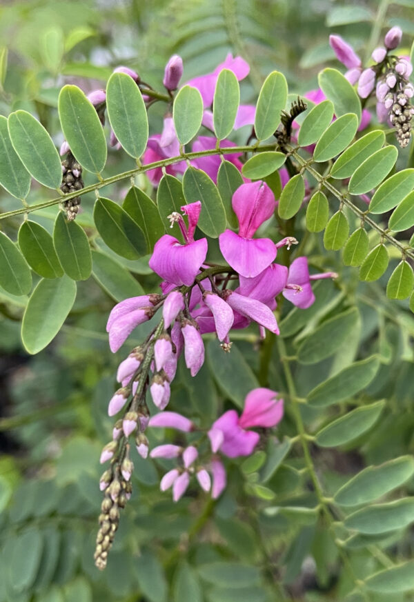 Indigofera australis