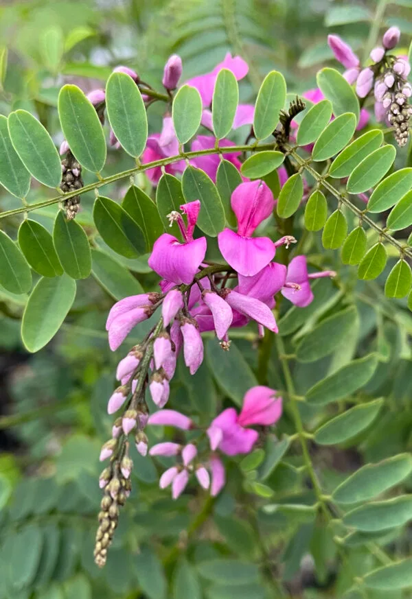 Indigofera australis