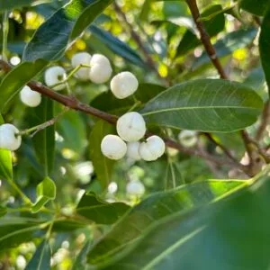 Lemon Aspen - Acronychia acidula