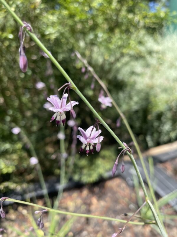 Vanilla Lily - Arthropodium milleflorum