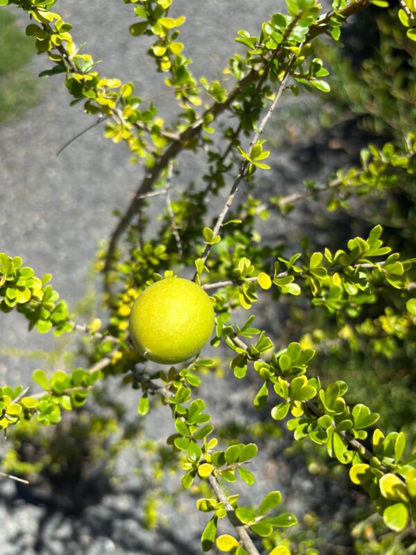 Pittosporum Spinescens - Wallaby Apple