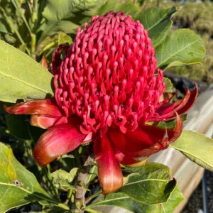 Waratah Shady Lady Red