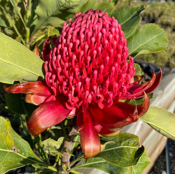 Waratah - Telopea speciosissima