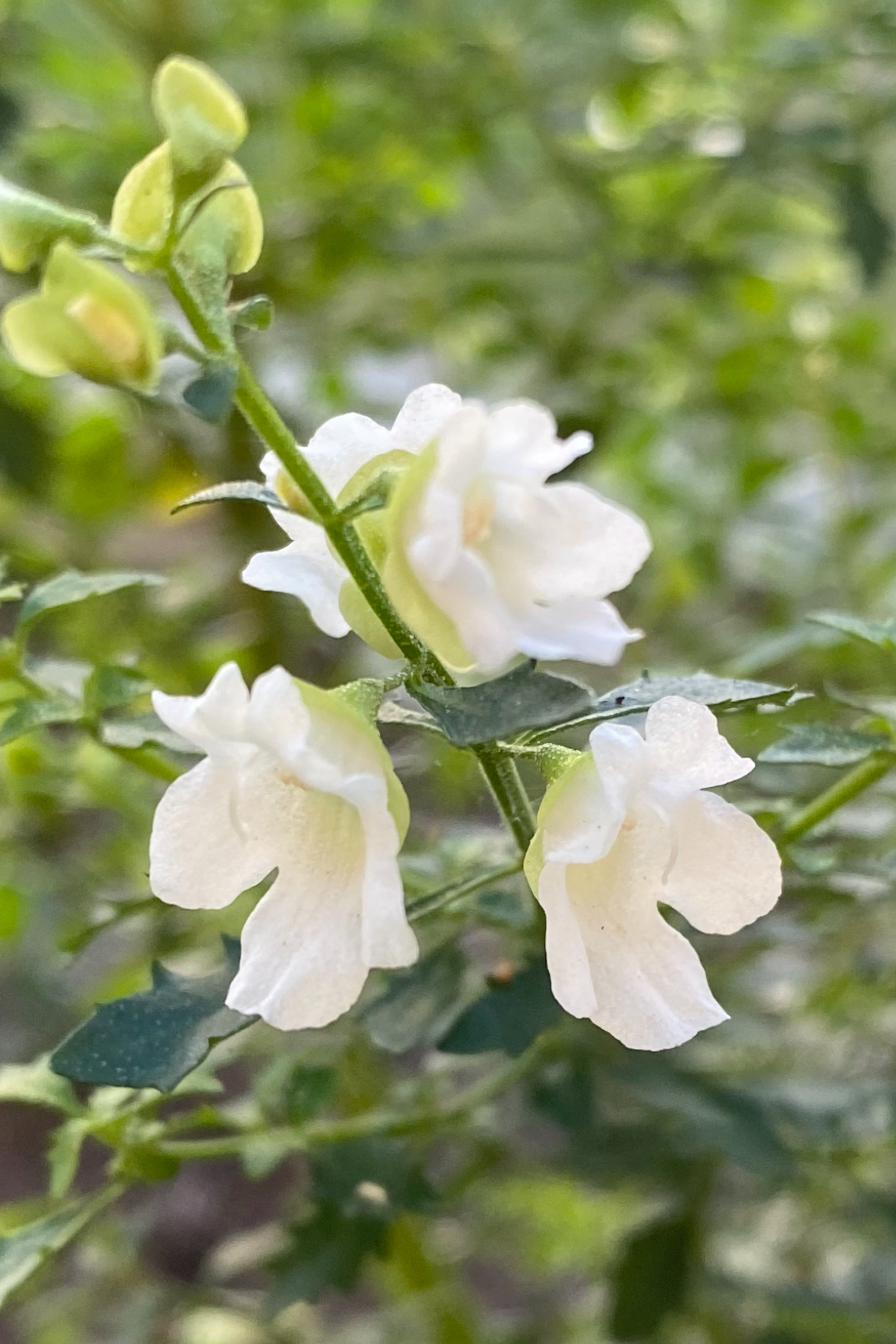 Prostanthera seiberi - White Flowering Mint