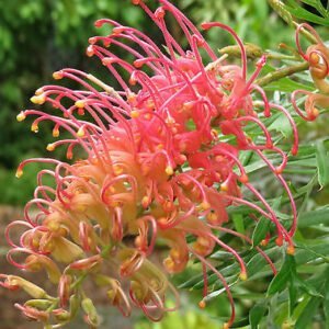 Grevillea Ned Kelly.jpg