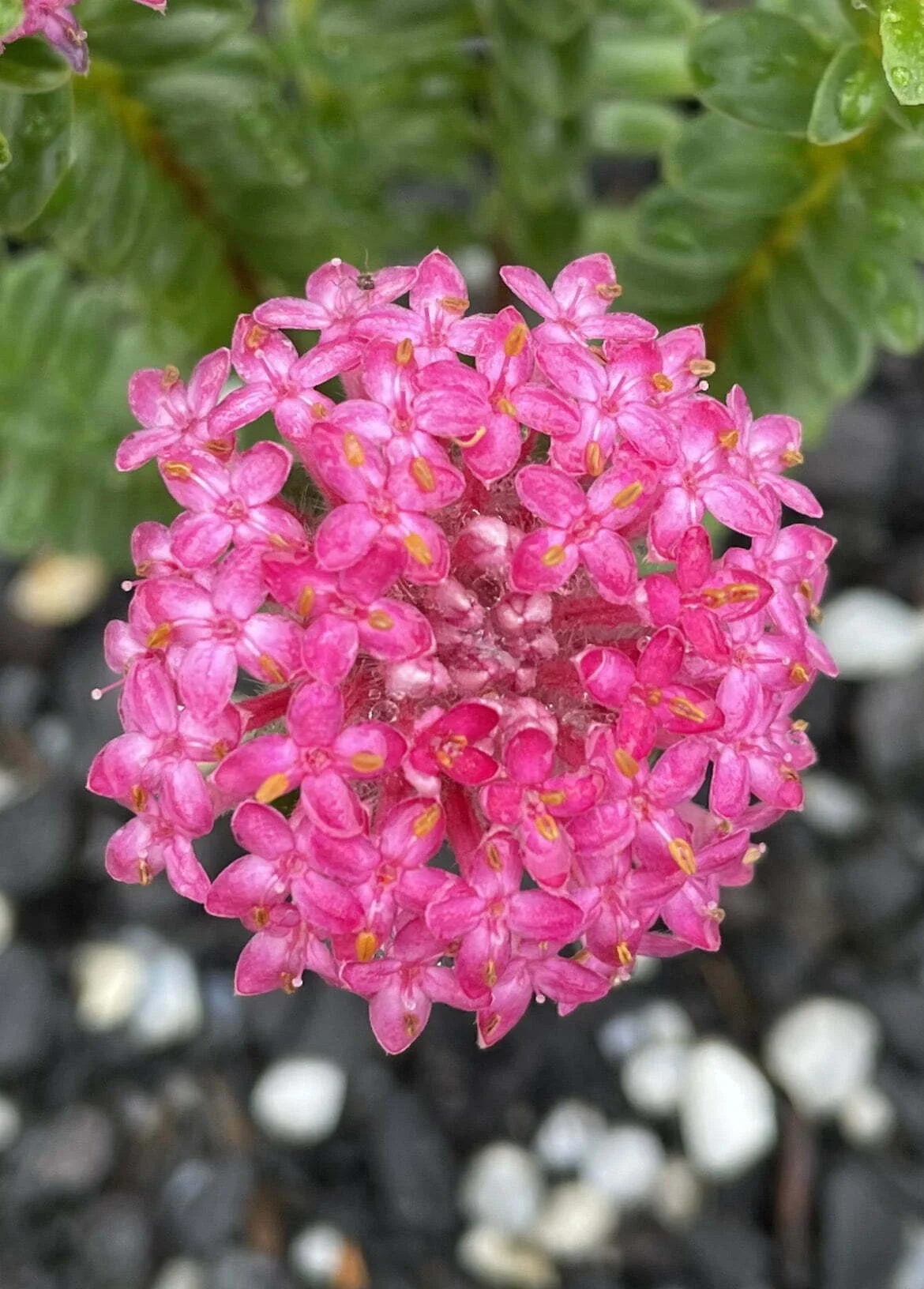 Pimelea Magenta Mist.jpg