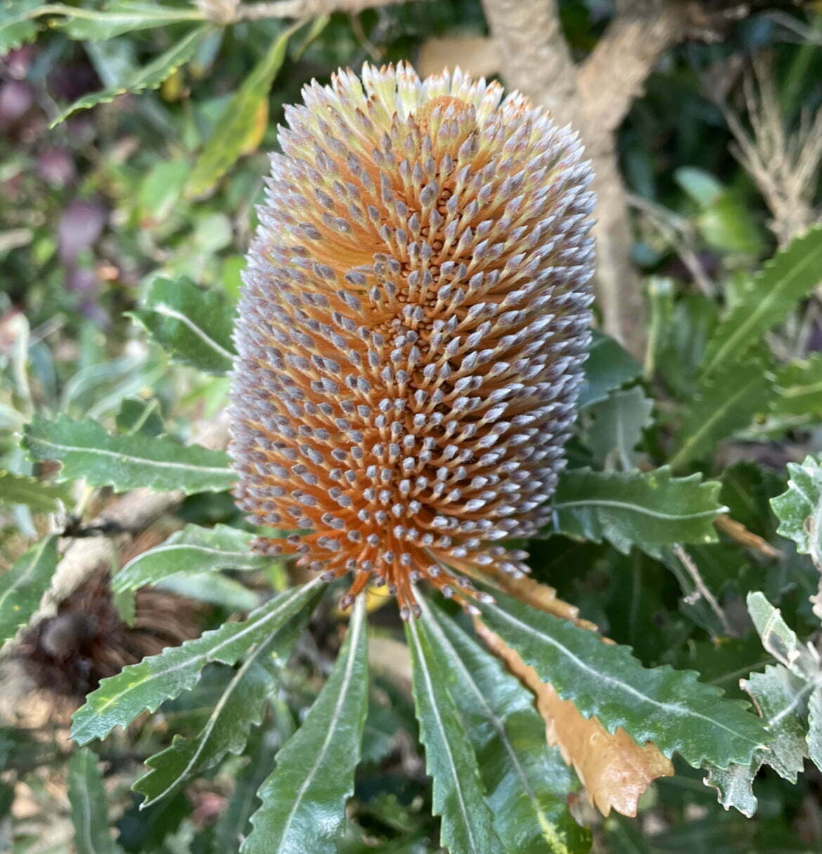 Banksia Serrata