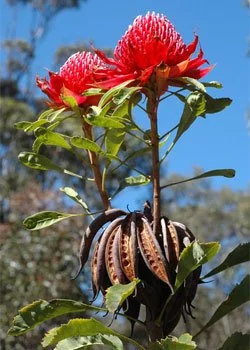Telopea speciosissima  IndigiGrow