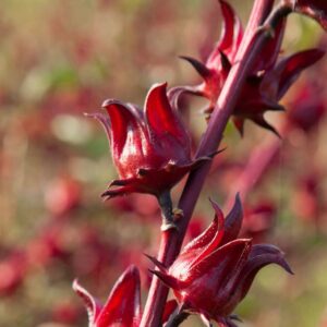 Rosella - Hibiscus sabdariffa