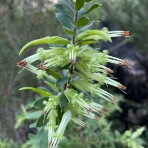 Five Corners - Styphelia viridis
