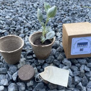 Eco-Friendly Seedling Starter Kit - Ruby Saltbush
