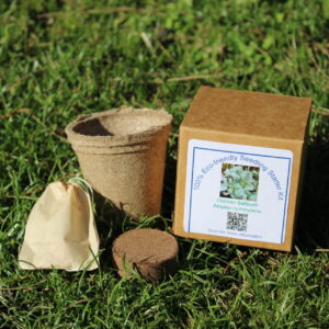 Eco-Friendly Seedling Starter Kit Oldman Saltbush