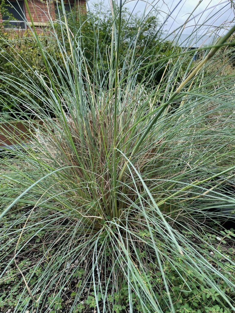 Native Lemon Grass – Cymbopogon ambiguss – IndigiGrow