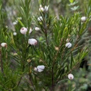 Tall Midyim Berry - Austromyrtus tenuifolia